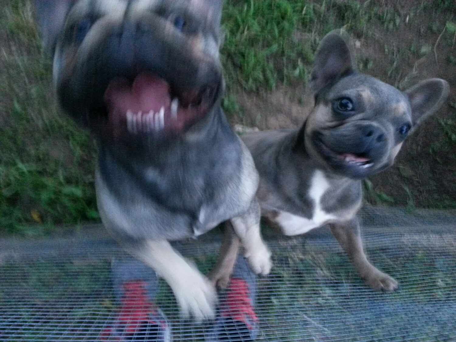upload.jpeg