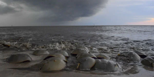 horseshoecrabs4_email.jpg