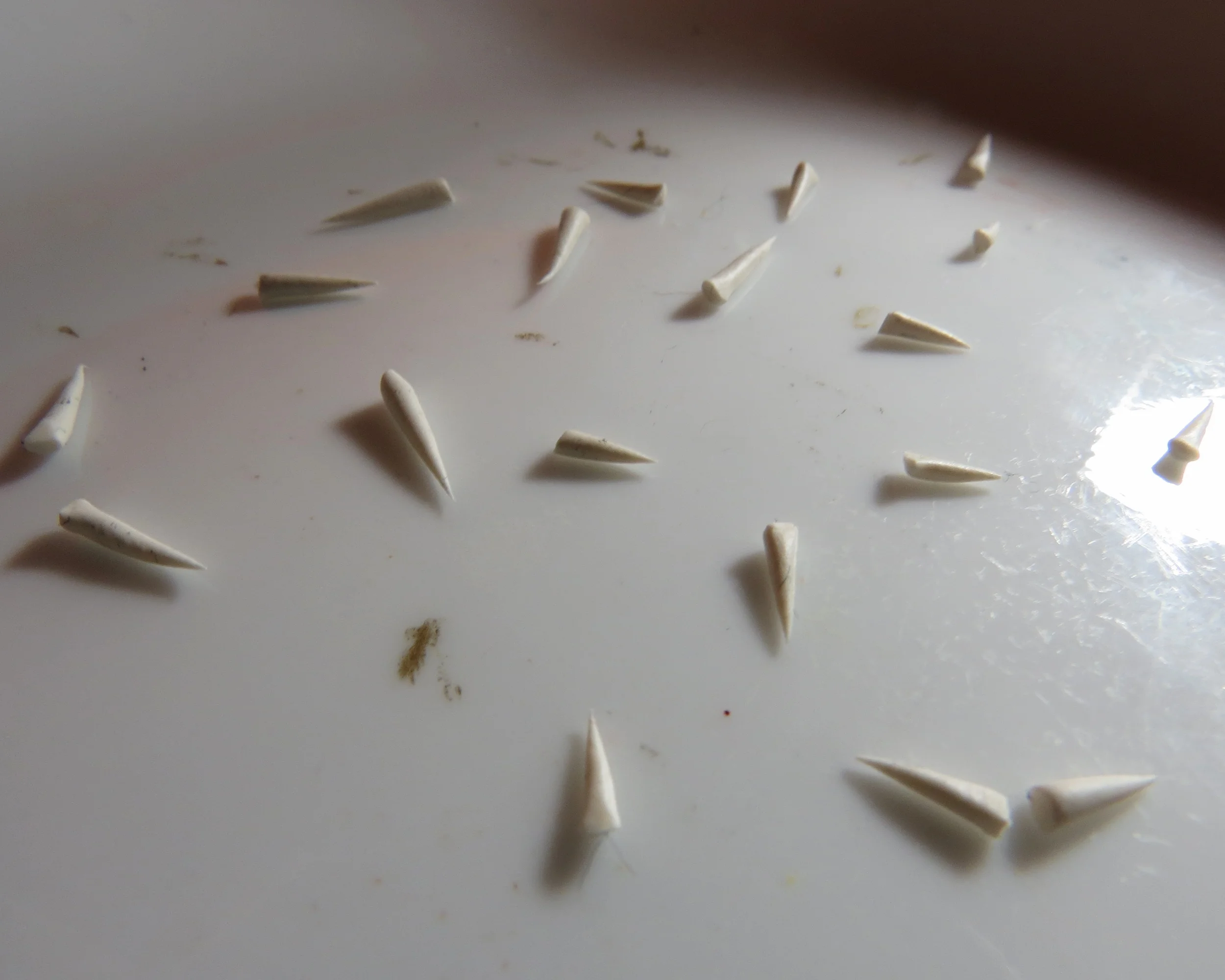 6. Make more claws than you need. I'll only need eight for the jacana, but some claws will bend slightly as I put them on the baking surface, some might have fingerprints, some may be a little too flat, or some may not have a size match. Make extras! You can save the others for something else later on.