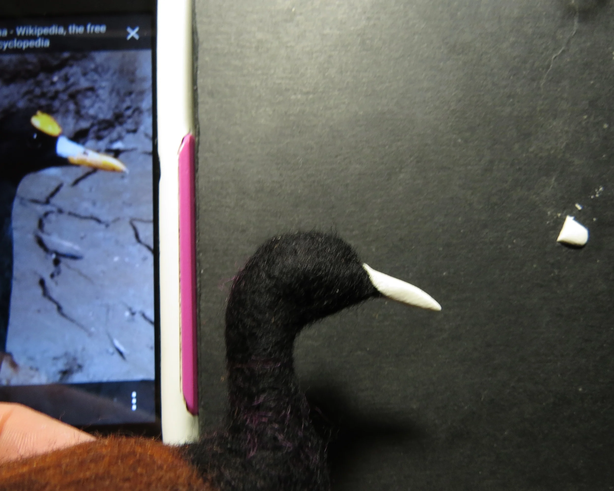 12. I'm pleased with the general shape of the beak, so I start work on the blue cere . The small piece to the right is almost the right size. Use your X-ACTO blade to shape and move small pieces, otherwise your massive fingertips will smoosh them or leave prints.