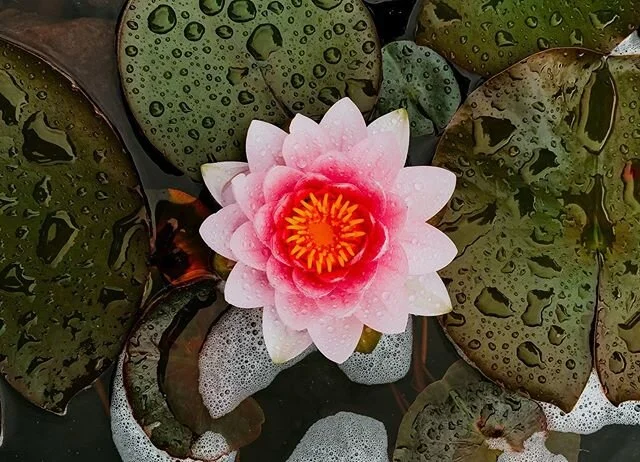 &ldquo;Whenever you should doubt your self-worth, remember the lotus flower.
Even though it plunges to life from beneath the mud, it does not allow the dirt that surrounds it to affect its growth or beauty. Be that lotus flower always. Do not allow a