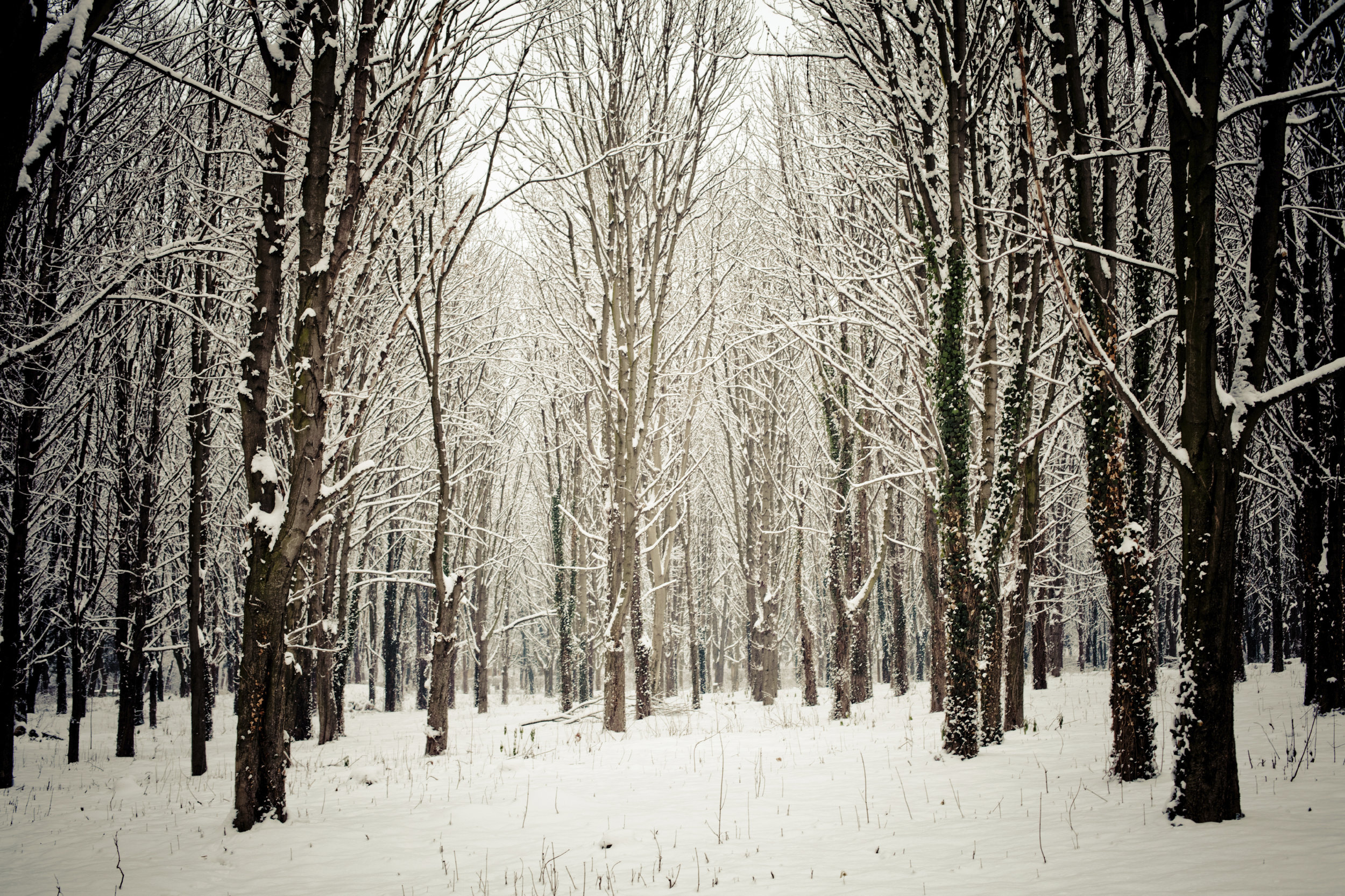 snow.jpg