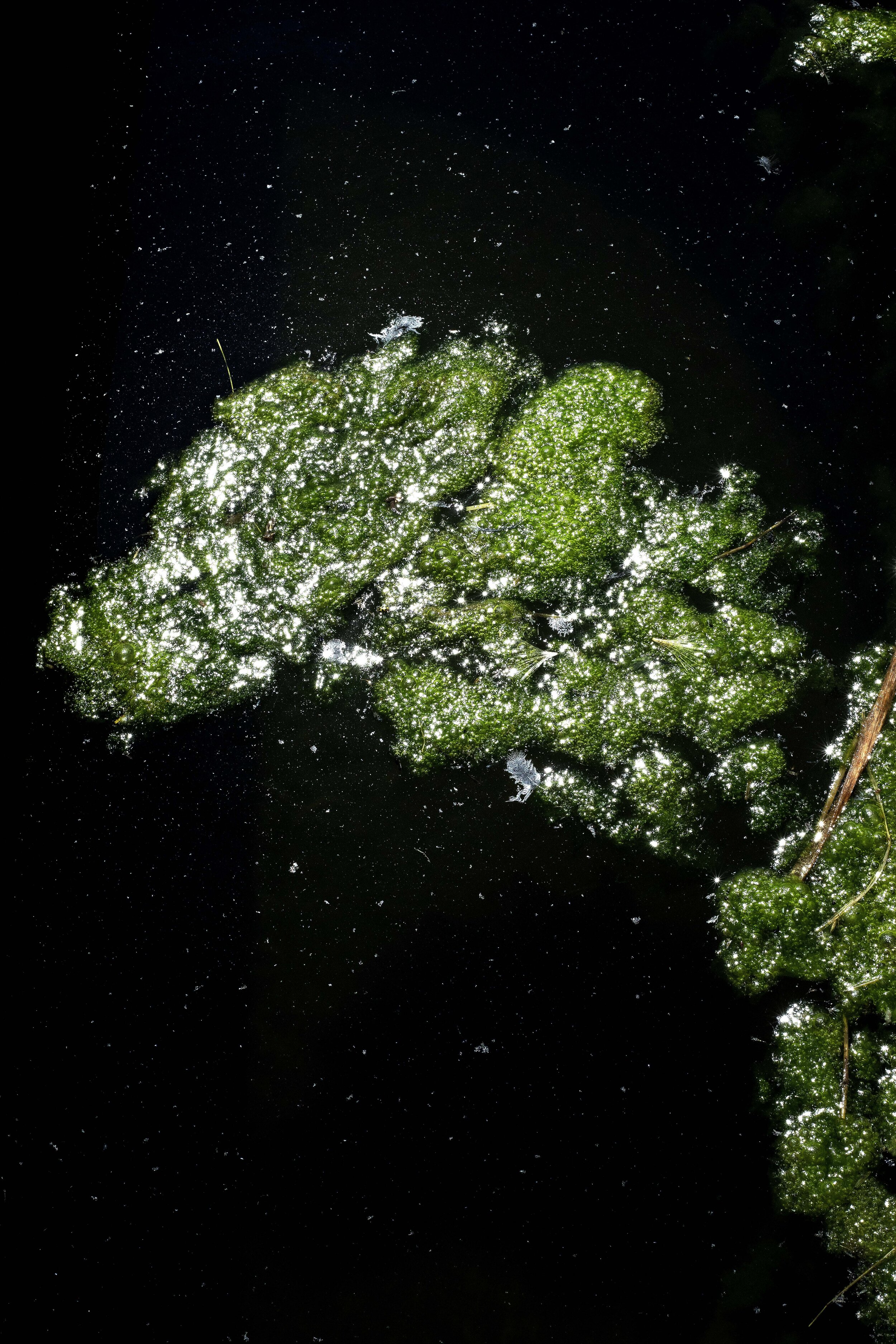 algea 2.jpg