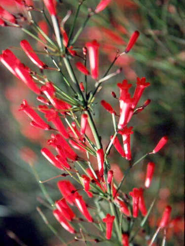 002 Flower.jpg