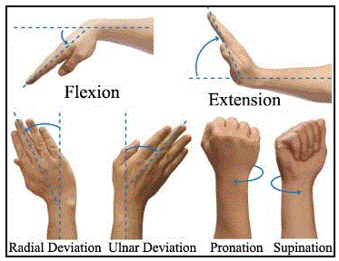Wrist-Movement-Pic.gif