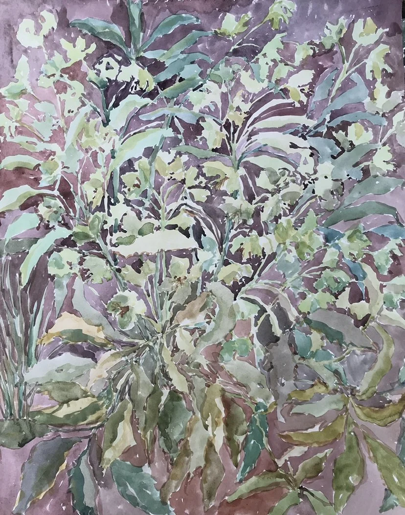 Hellebores, sold via Freedom From Torture .jpg