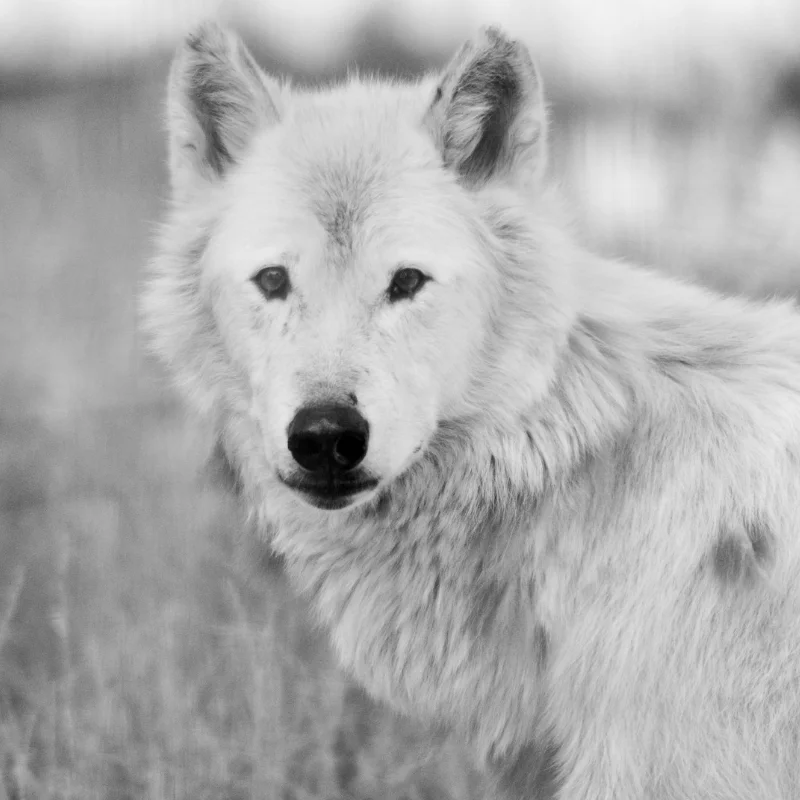 “The Wild Woman was born to challenge the status quo to catalyse positive change in the world” ― Willow Jayne