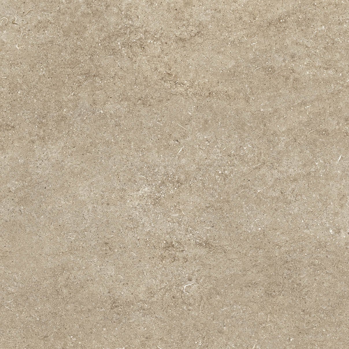 Taupe Fossil
