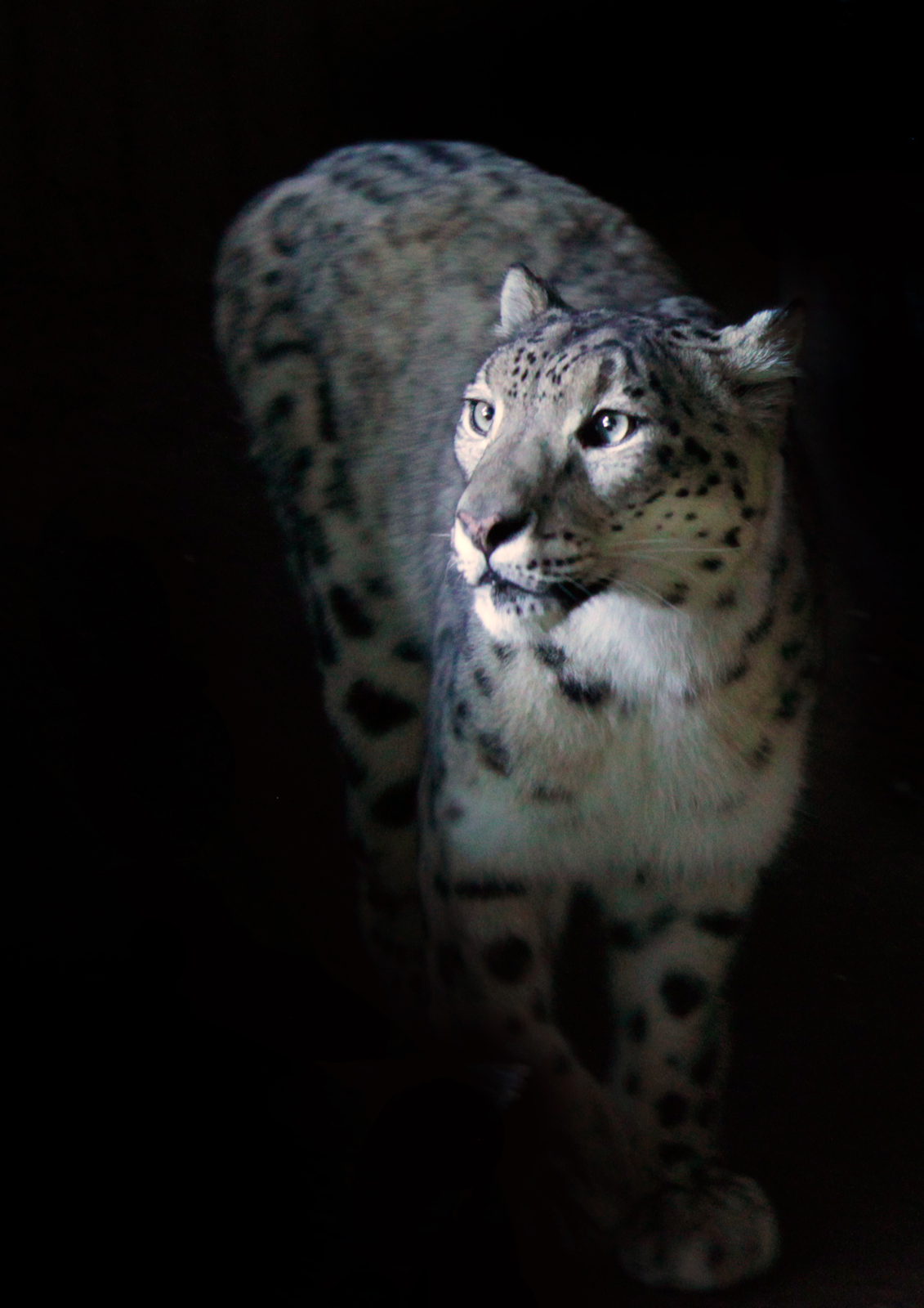 Snow Leopard.jpg