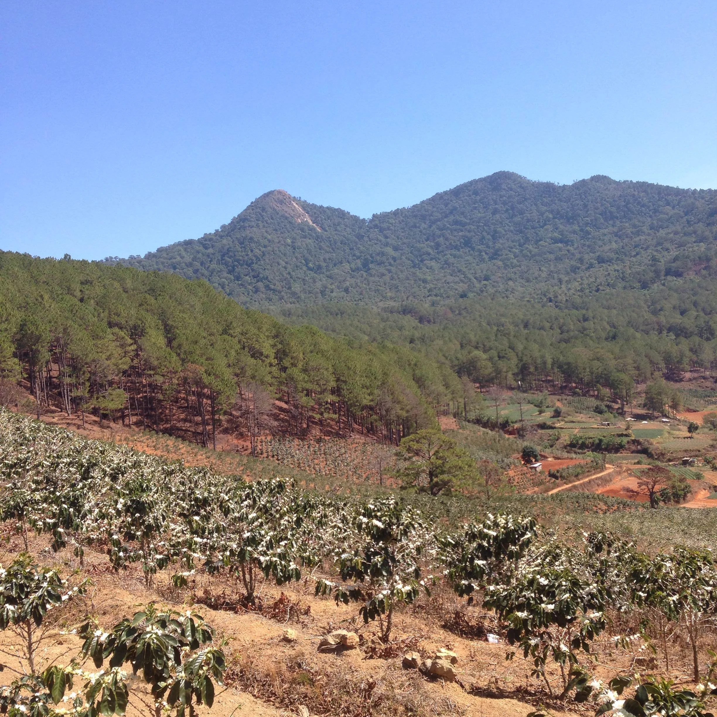 Post-Tet Dalat Coffee Trip Round-Up
