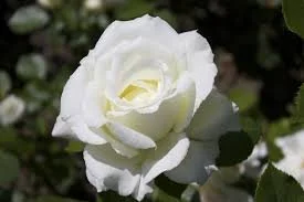 roses.jpeg