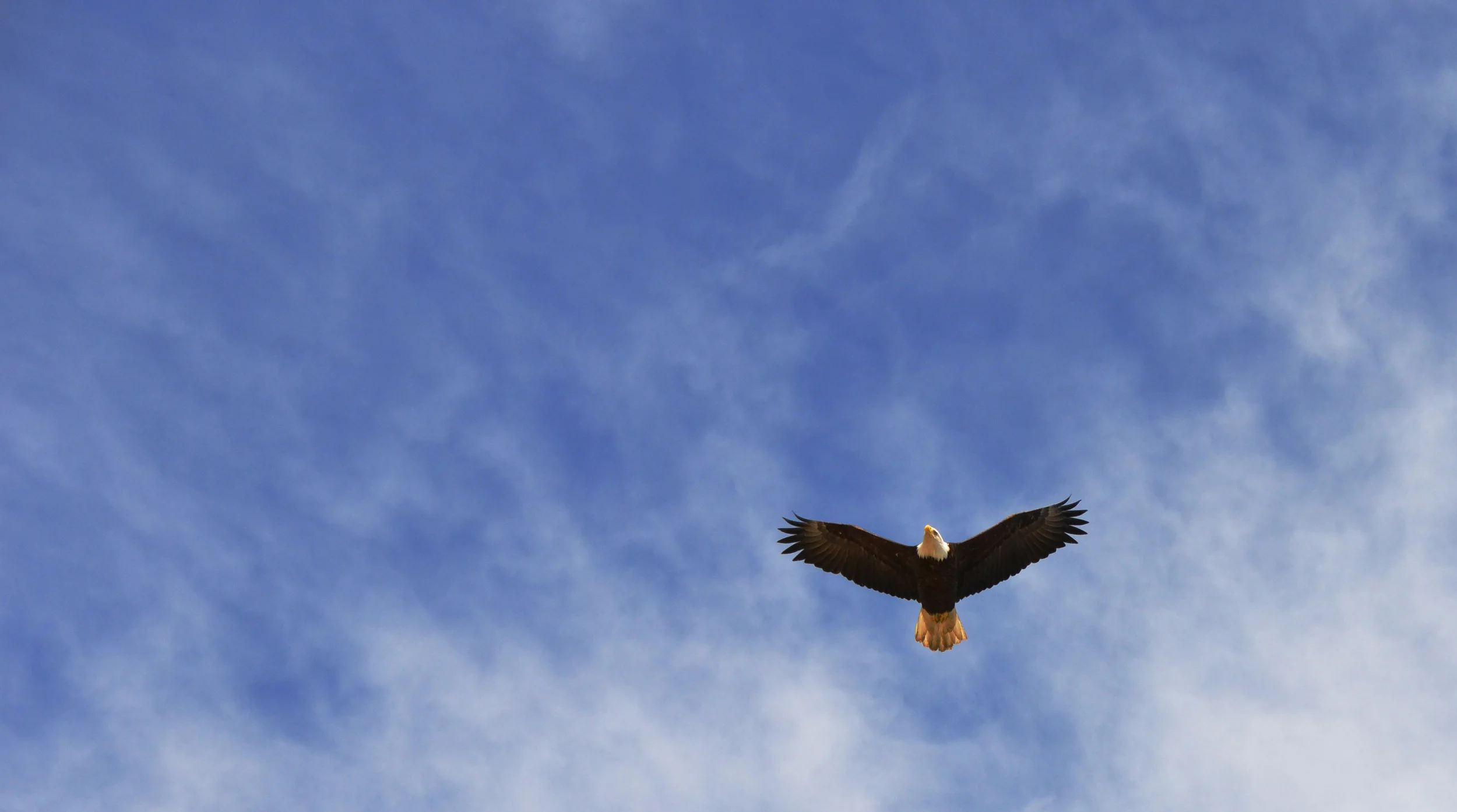 bald-eagle-2.jpg