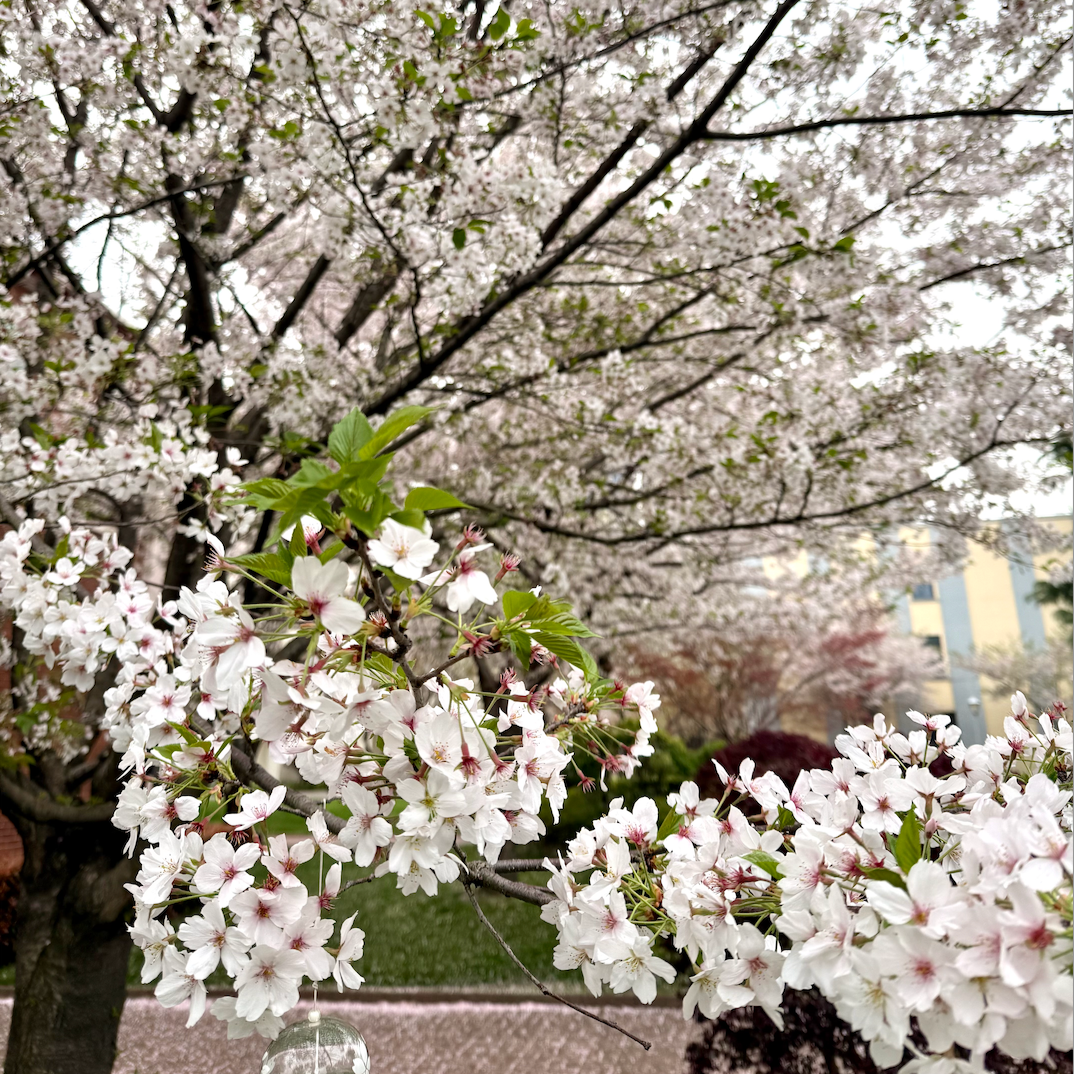 OGMUN SHSID: Highlights from Shanghai 2026