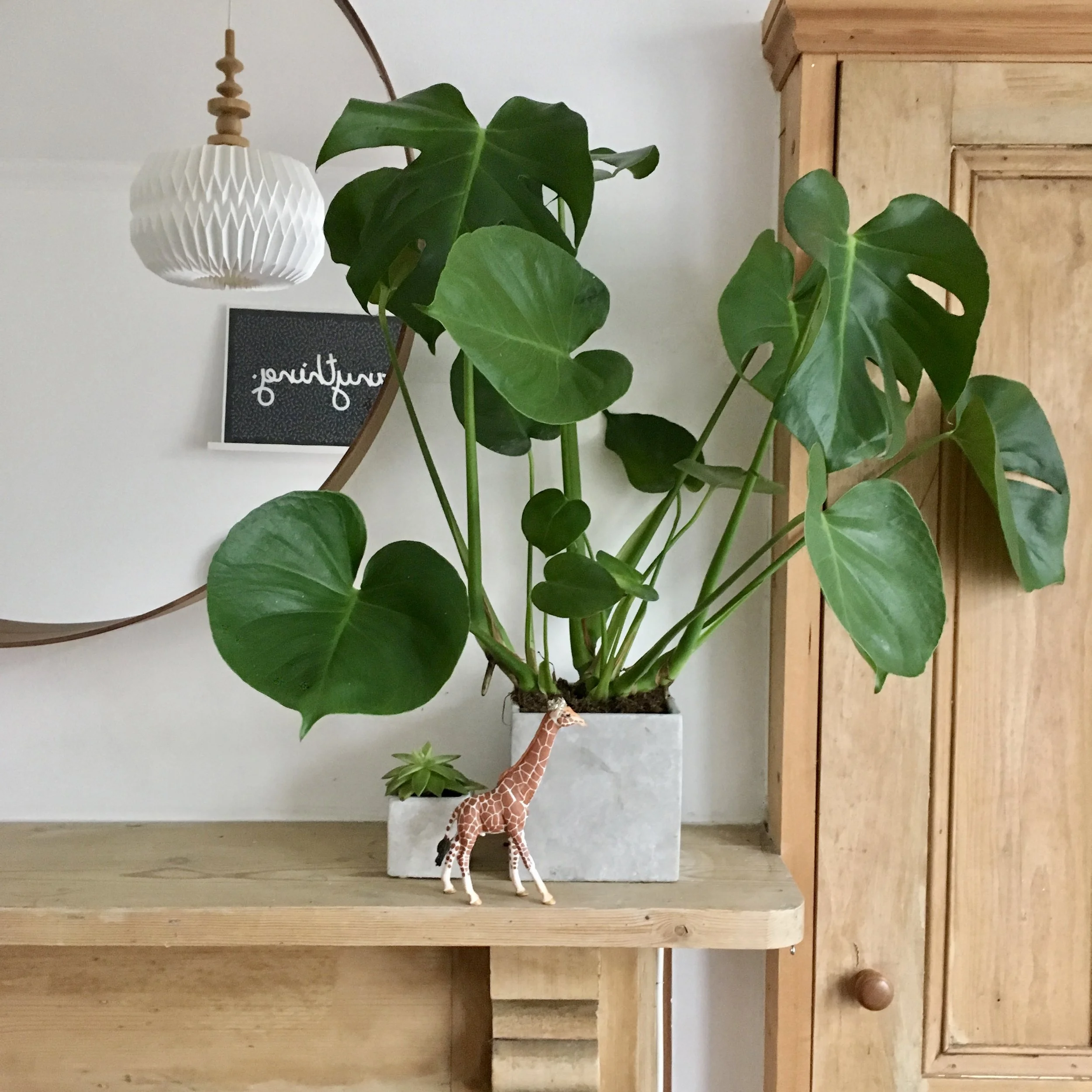 Monstera at home