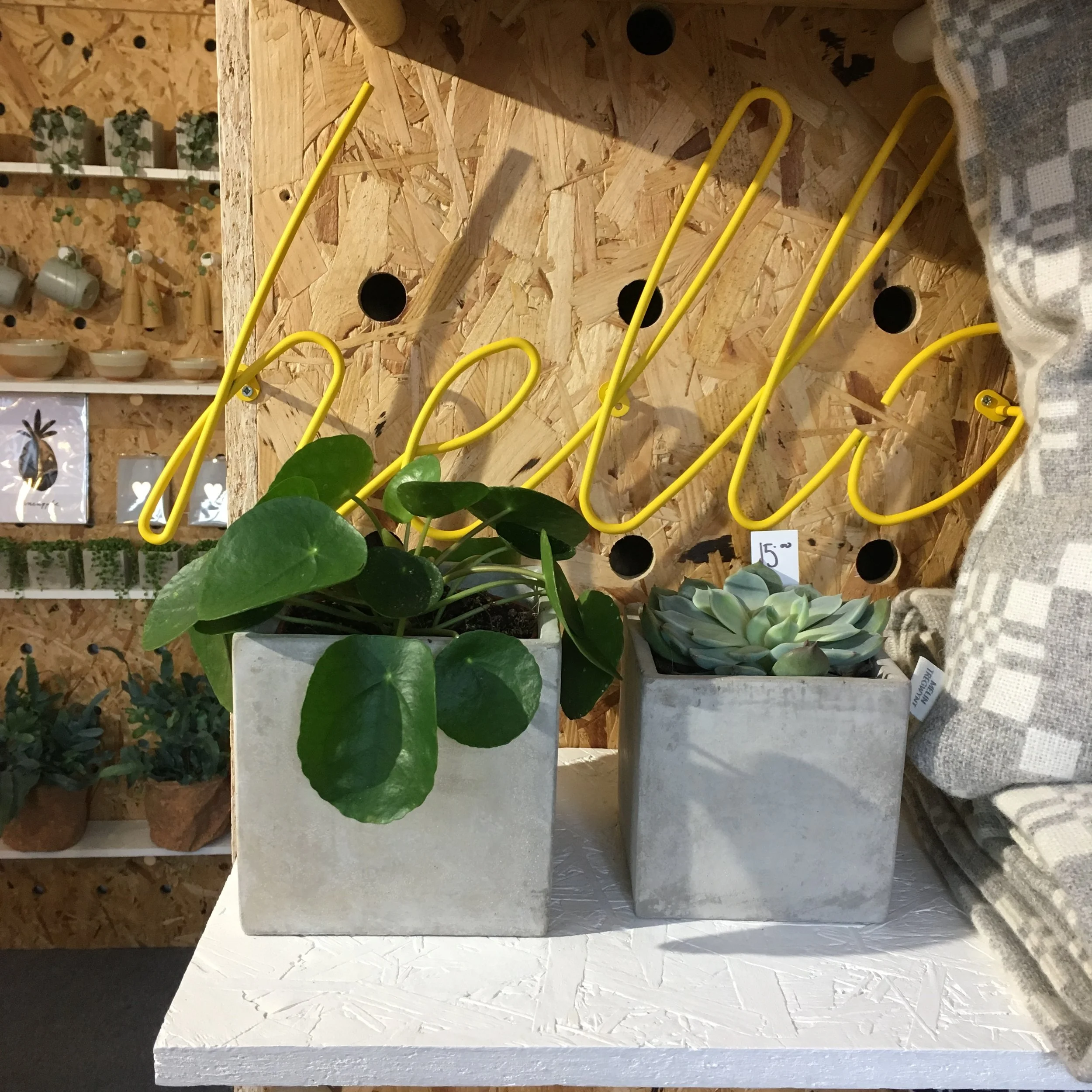 Plant LOVE... Your houseplant care guide