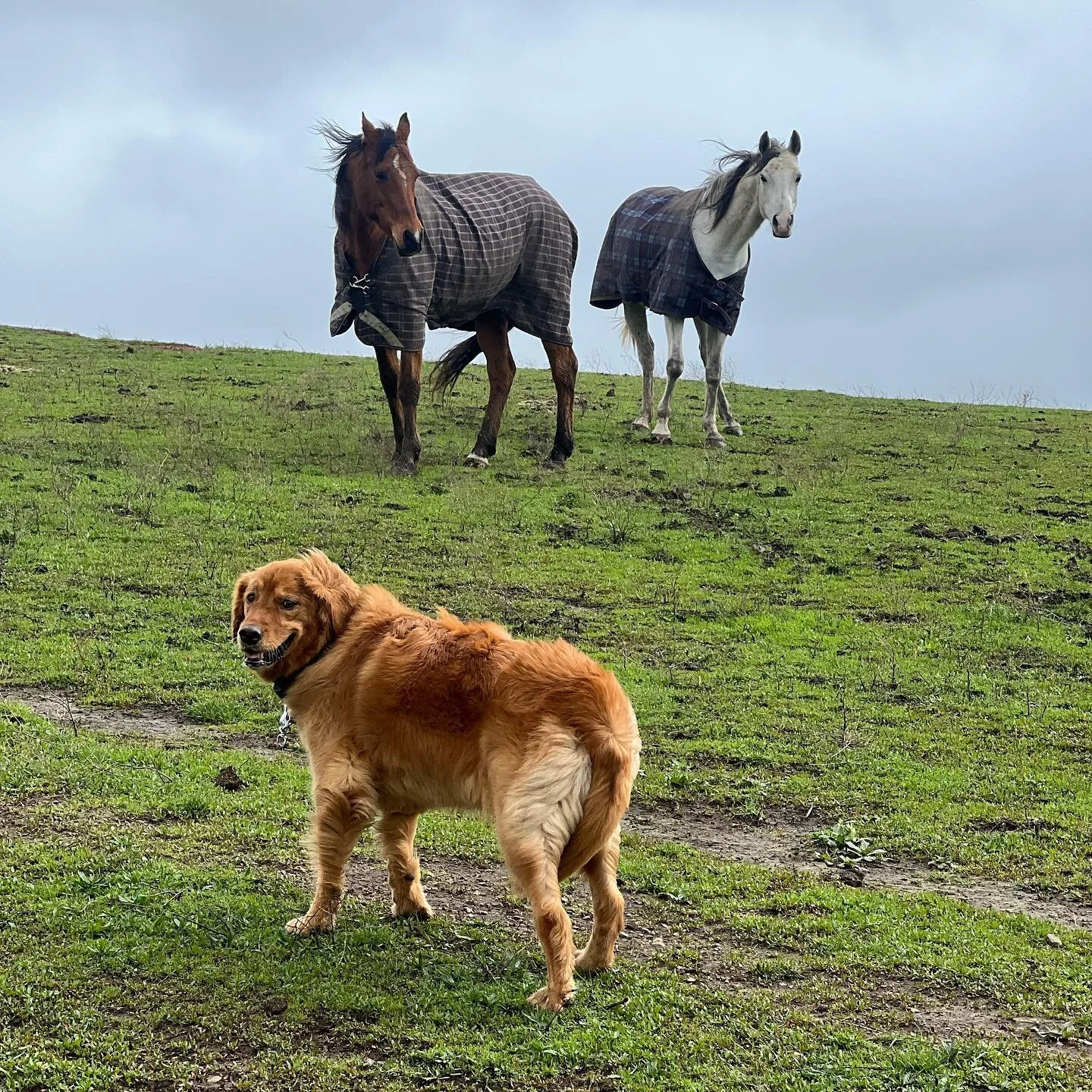 I took a picture of Randi&rsquo;s dog and two horses today on horse hill and I figured you&rsquo;d want to see the photo but I could be wrong.