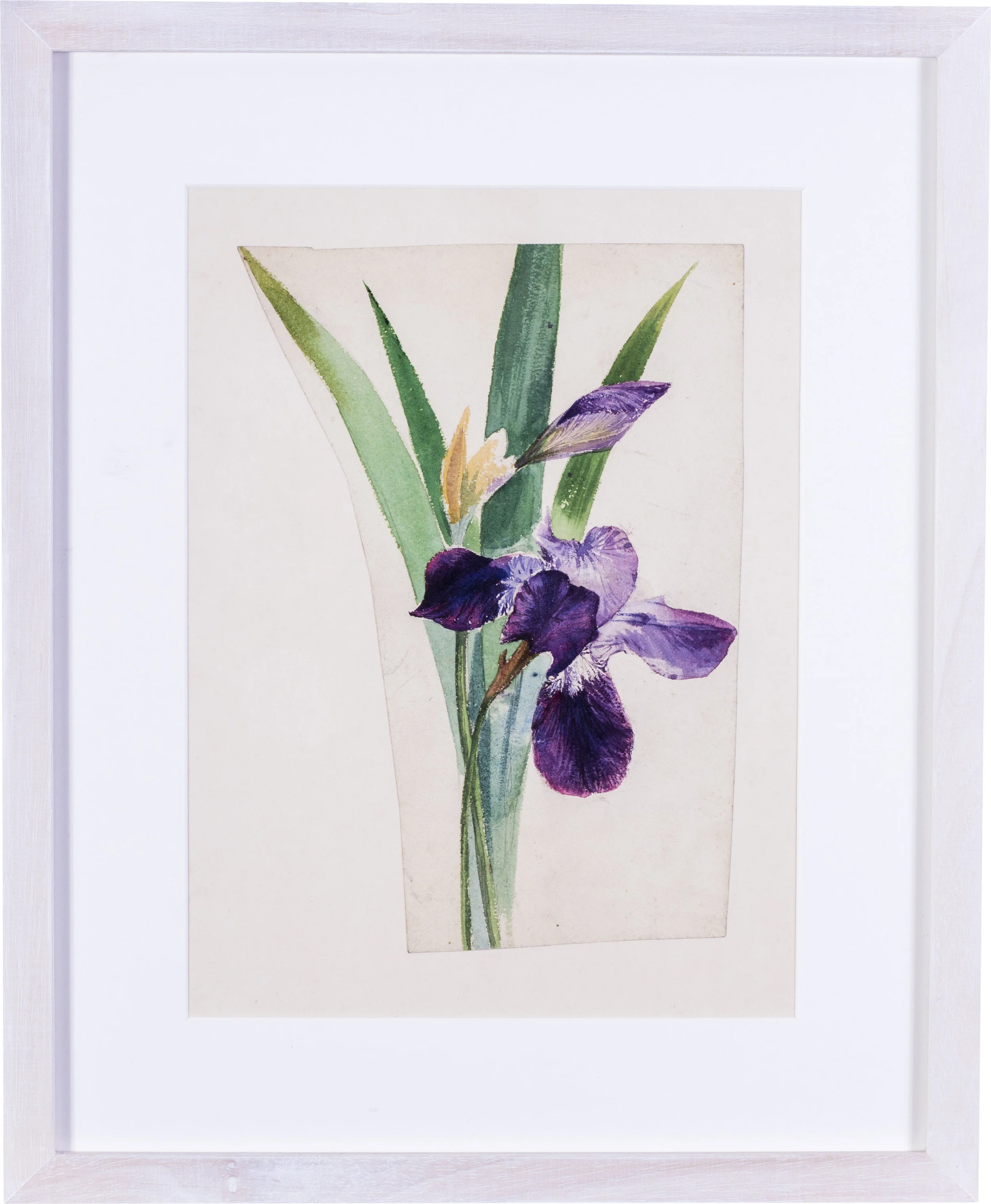 Irises watercolour on paper stabilised on card 11 x 8 in. (28 x 20.3 cm.) (an irregular cut of paper) Provenance: The Clayton-Stamm Collection. Dominic Winter, Cirencester, 8thNovember 2018, lot 464 £1,100