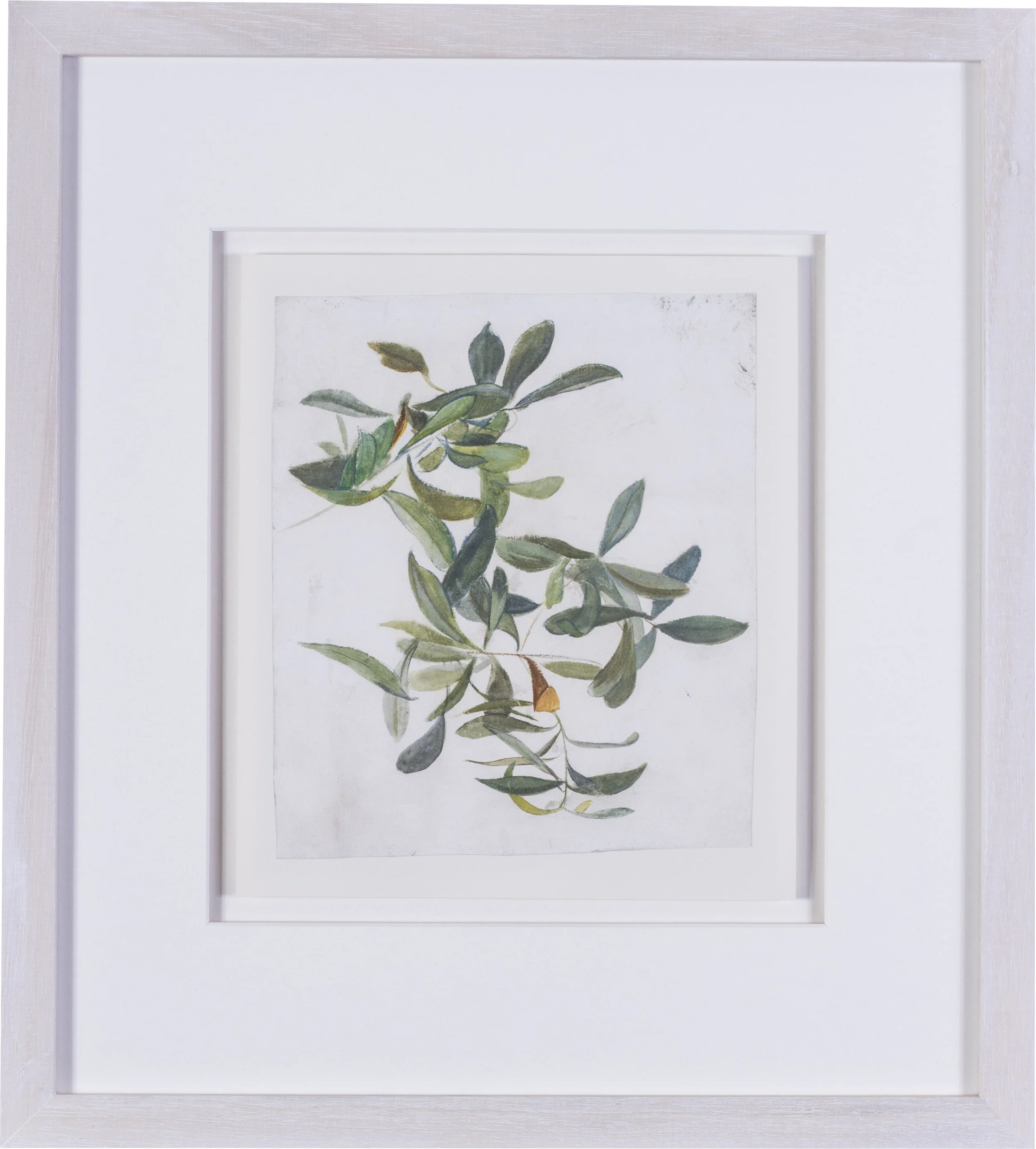 An olive branch watercolour on paper 9 x 7.1/2 in. (22.8 x 19 cm.) Provenance: The Clayton-Stamm Collection. Dominic Winter, Cirencester, 8thNovember 2018, lot 464 £1,900