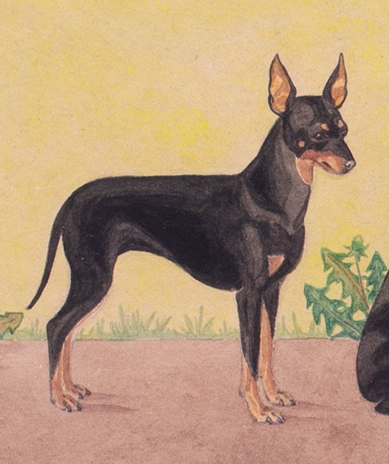 Edmondsdogs3.jpg