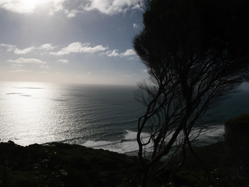 Trail in Piha