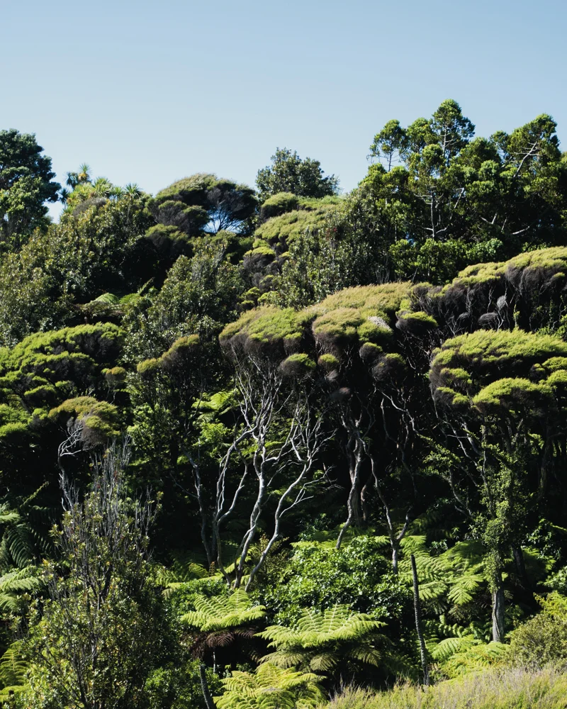 Piha