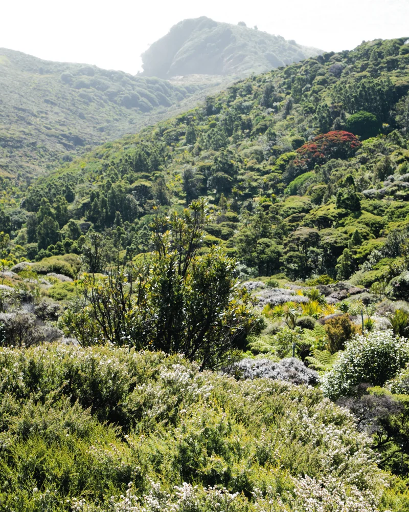 Piha