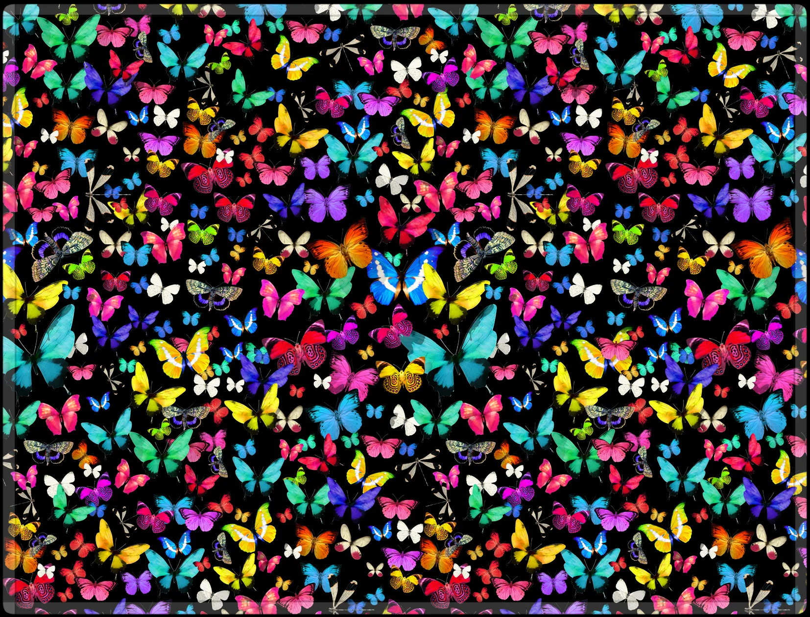 butterfly throw blanket