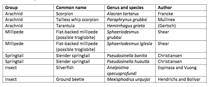 Troglobite species.