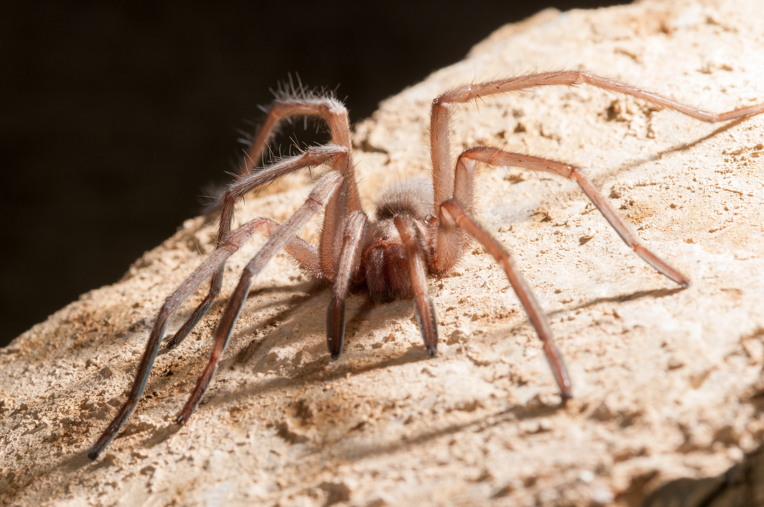 Troglobitic tarantula from Church Cave, Hemirrhagus sp.