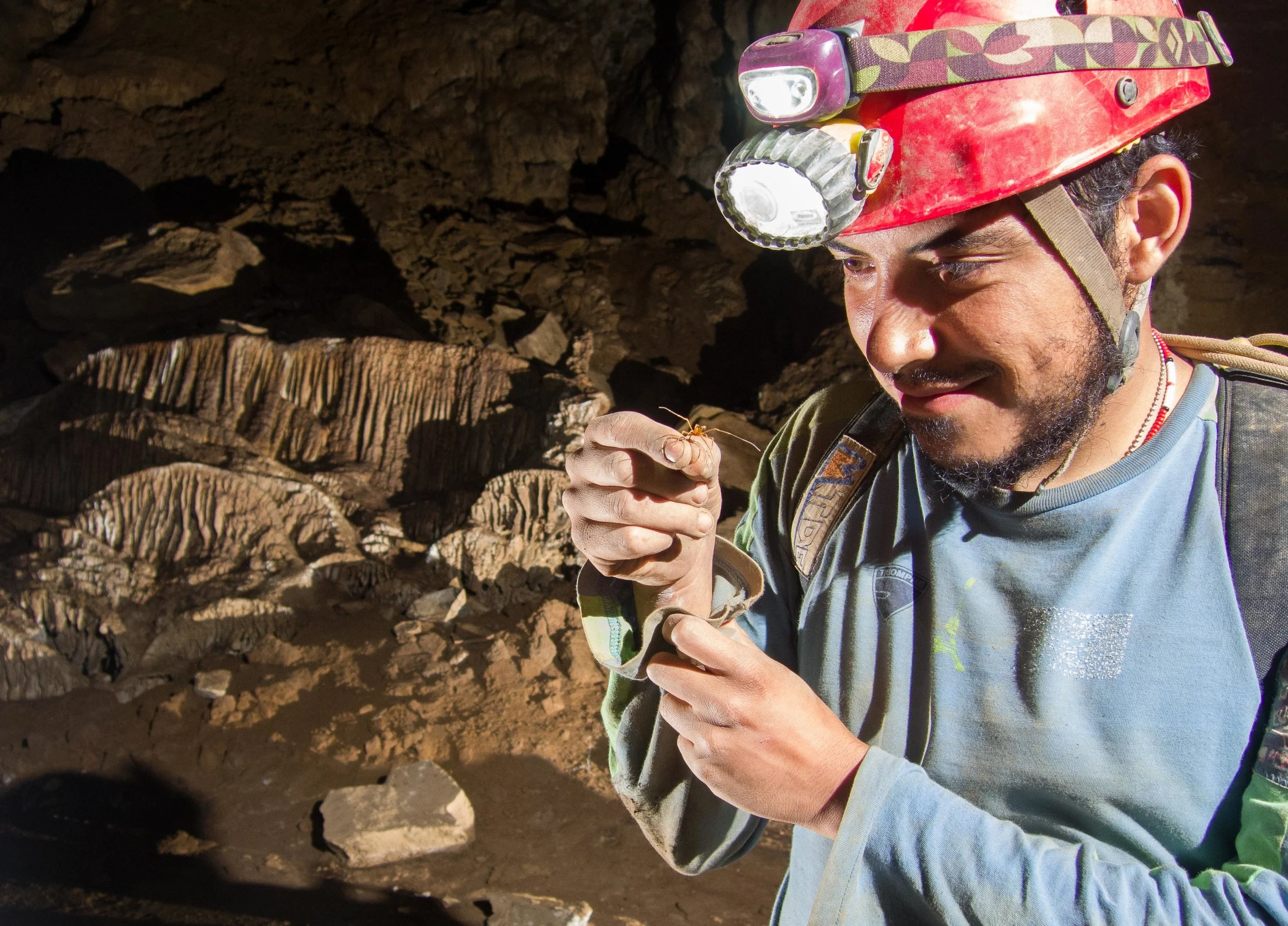  Rodrigo Monjaraz collecting Stygnopsis harvestman from Millipede Cave