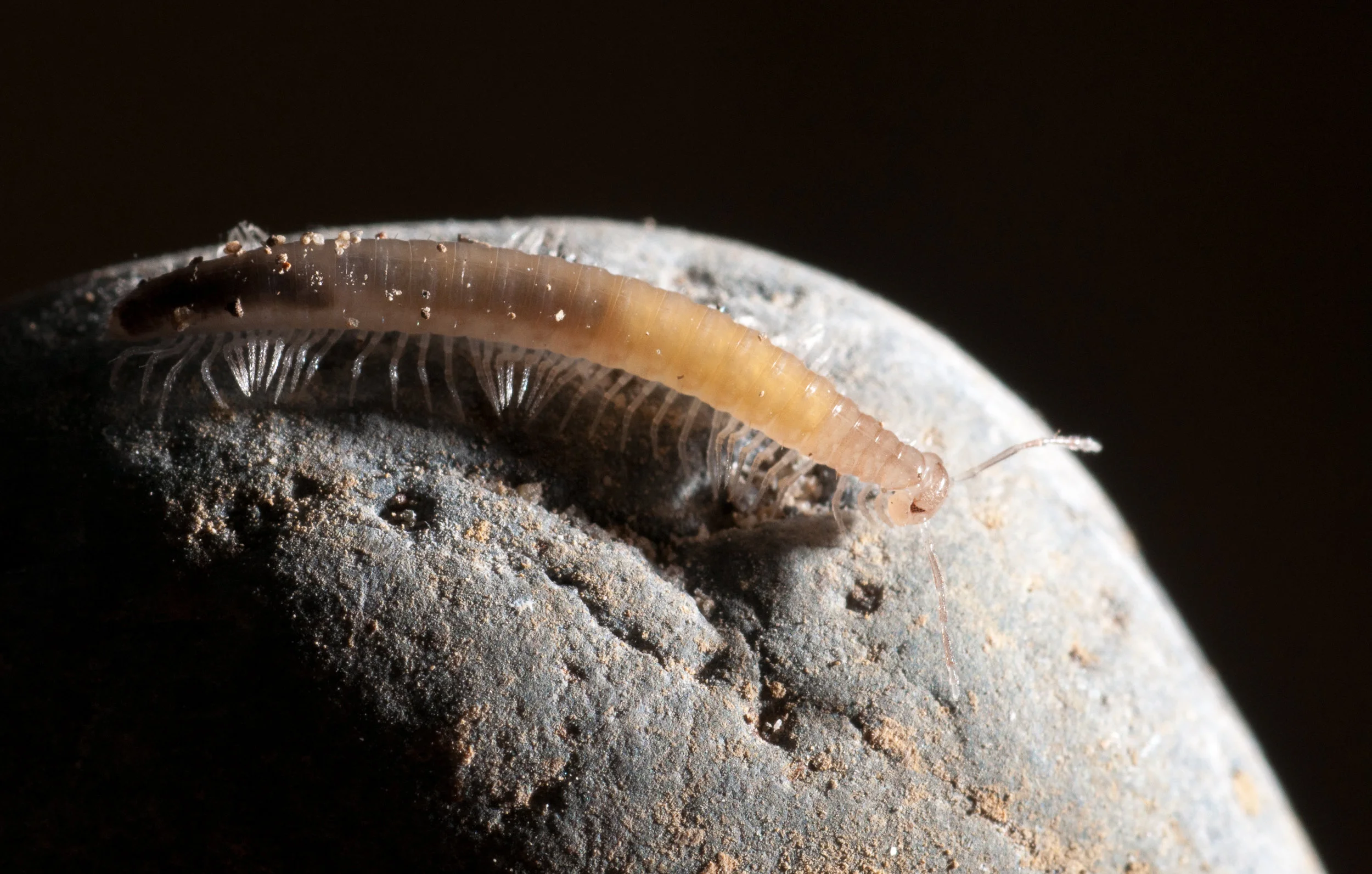 Dipluran.