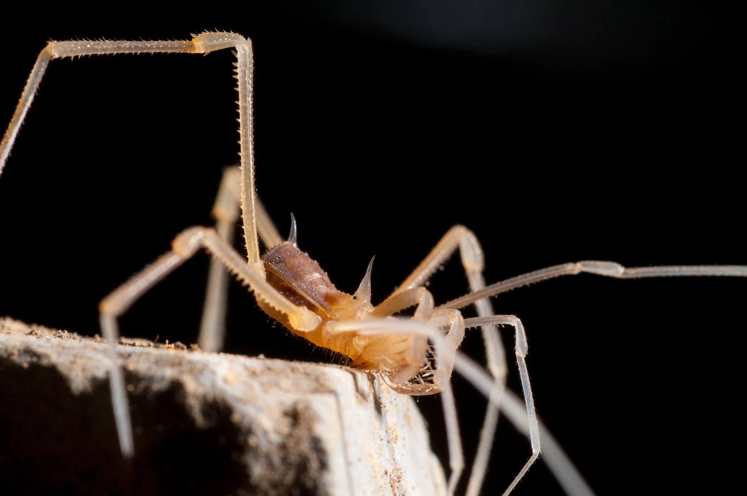 Stygnopsis harvestman.