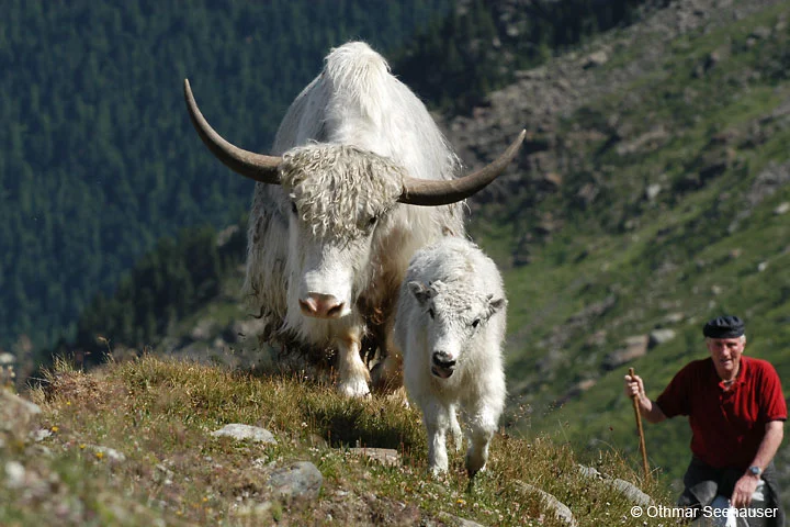 yak.jpg