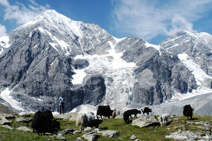 yak_Ortler.jpg