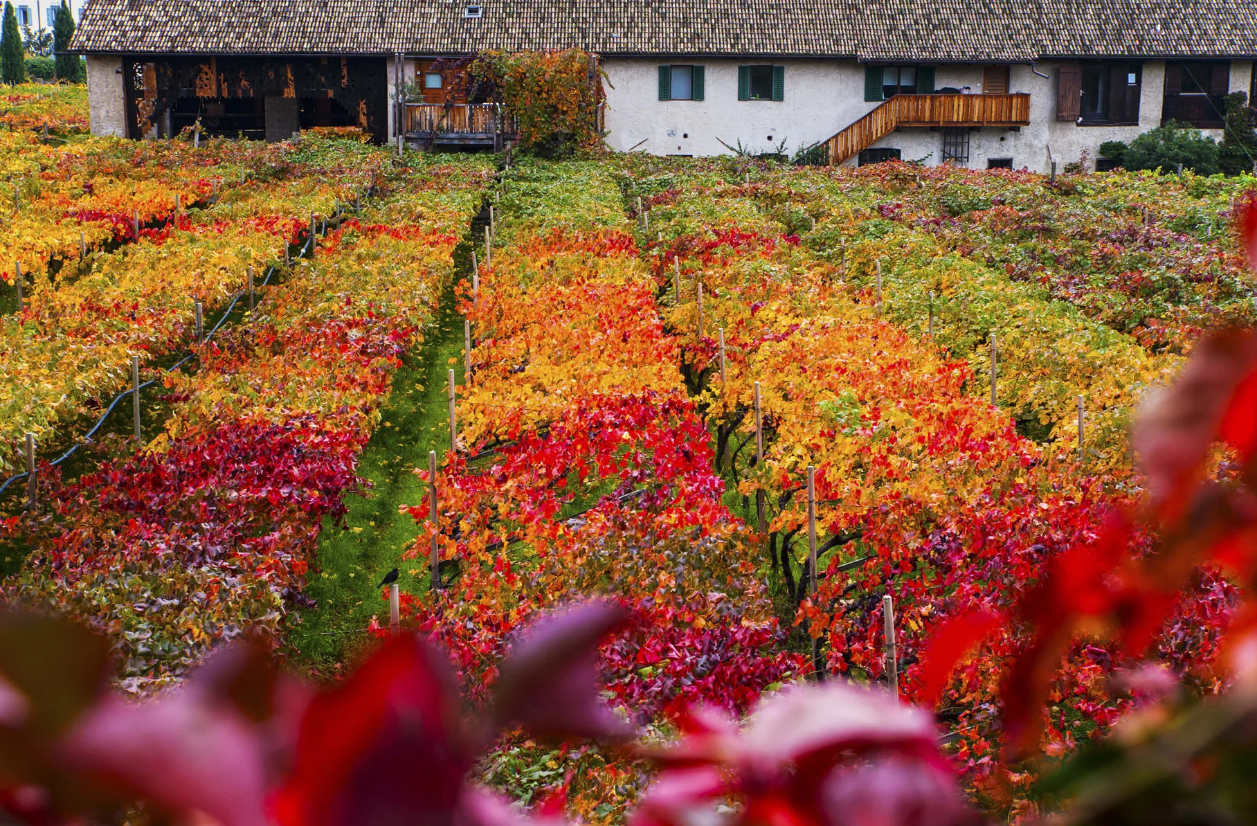 Wein02_1-.jpg