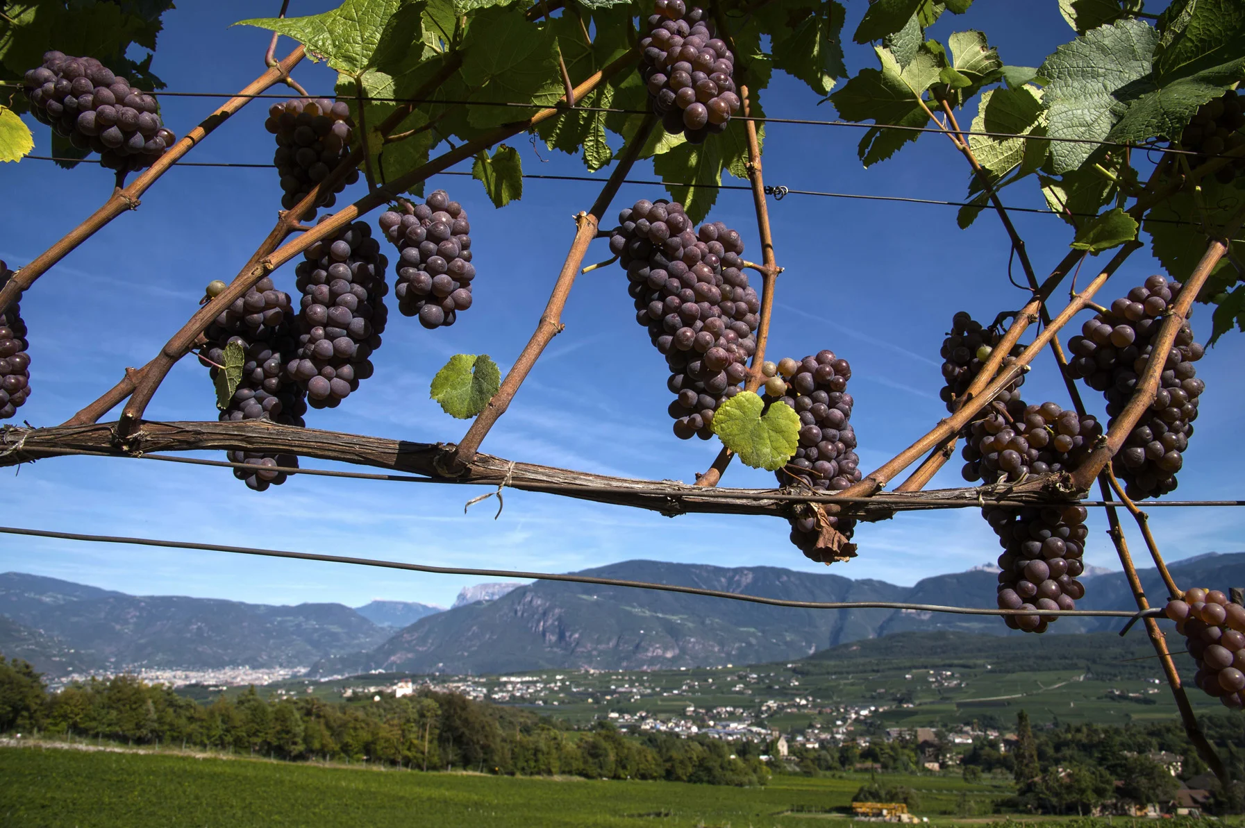 Wein04_1.jpg