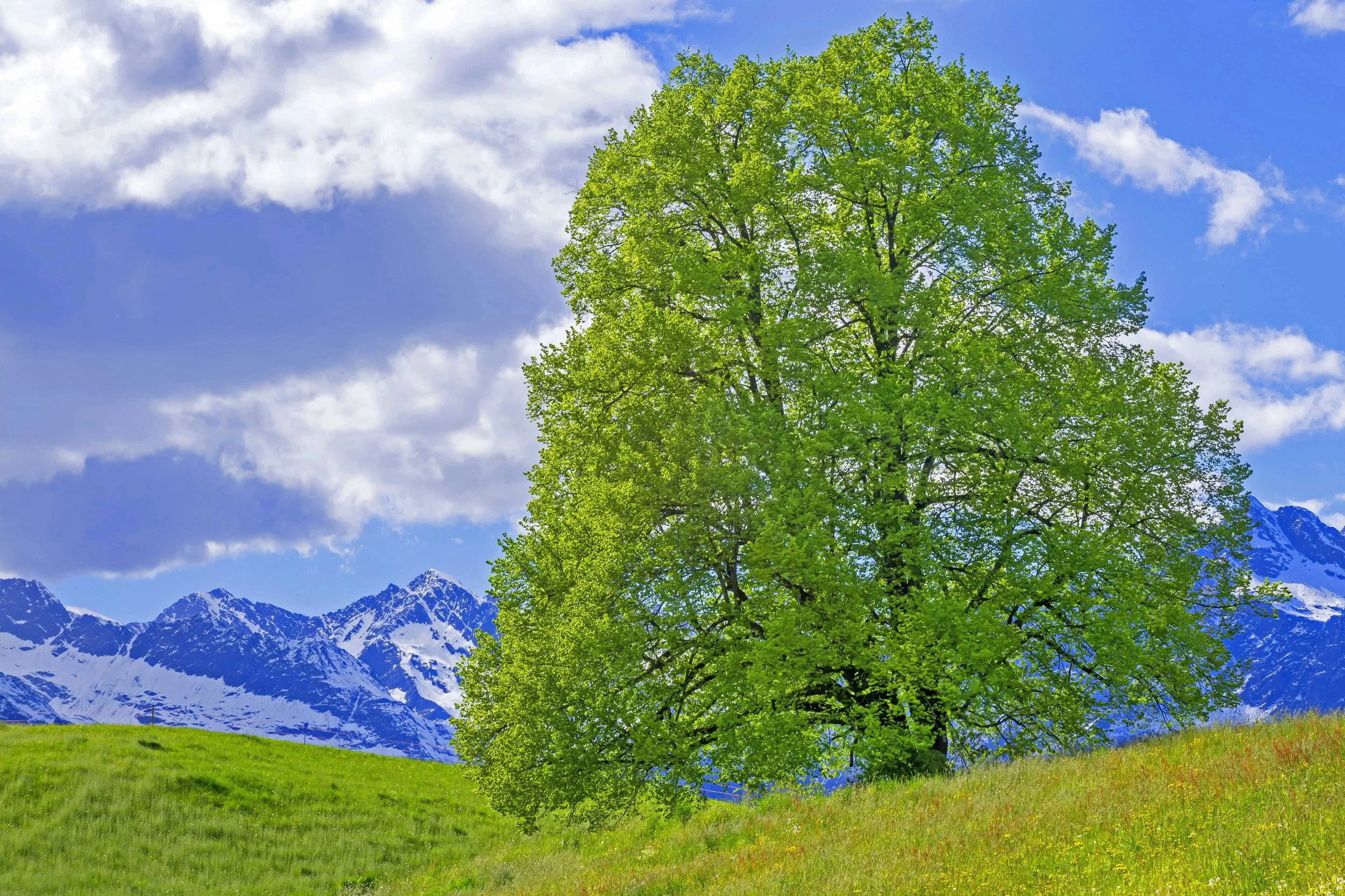Bäume03.jpg