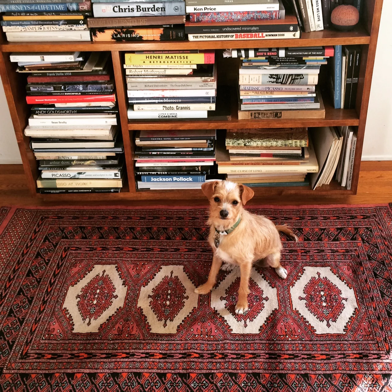 Persian 2 (with Donut).JPG