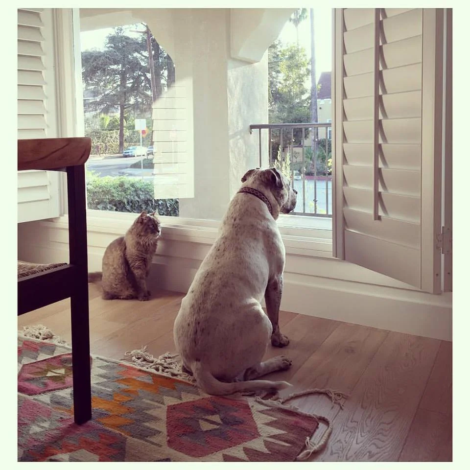 Our clients' own adorables, Mack and Baxter, perched by their new dining room kilim, patiently watching and waiting for their Mum to get home. 