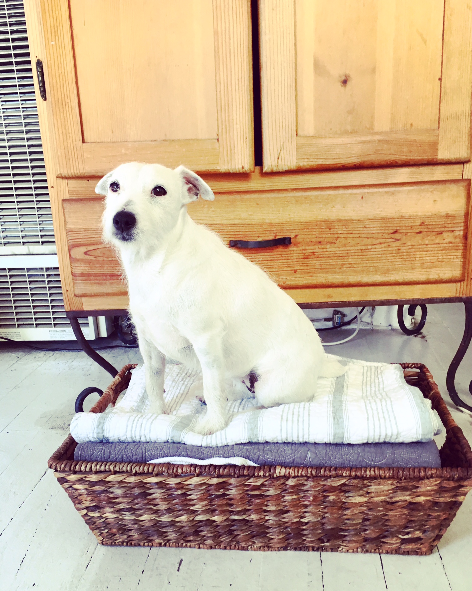  Harper on her pile of blankets, freshly laundered and folded. 