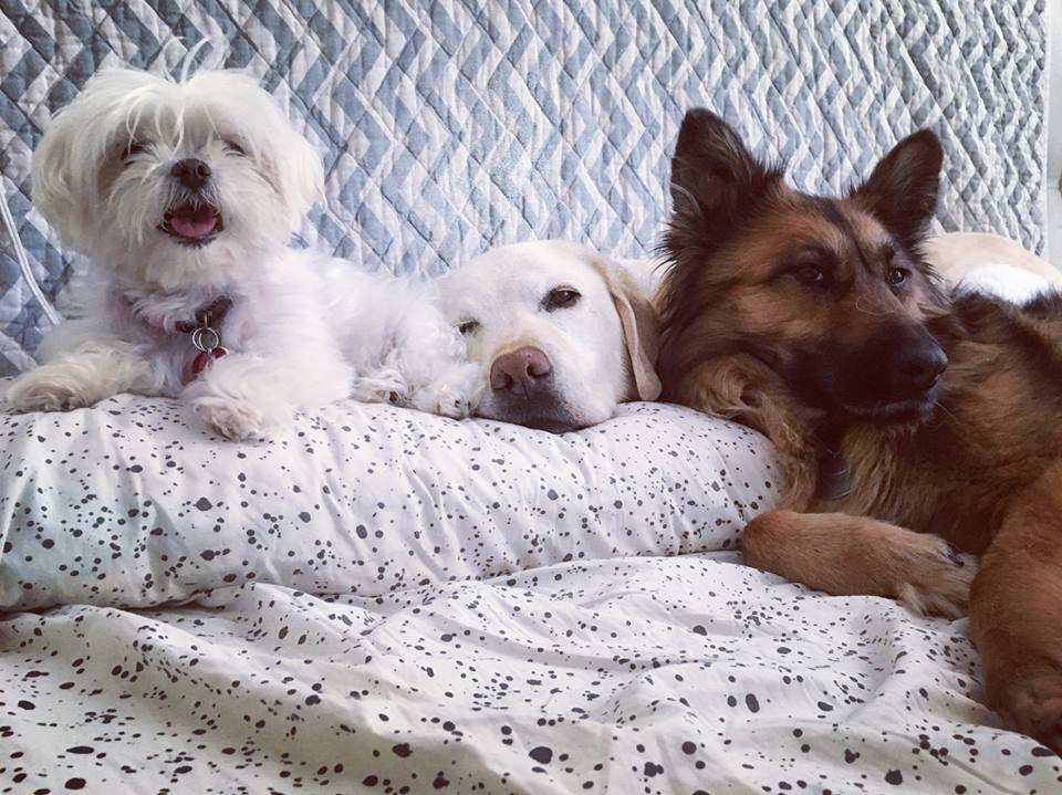 image source: LA Dog Co