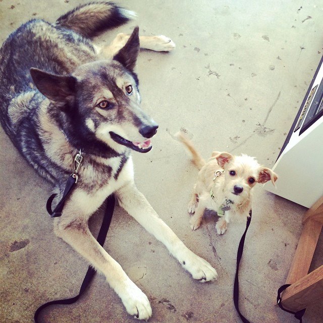 Goliath and the teeny little Donut. 