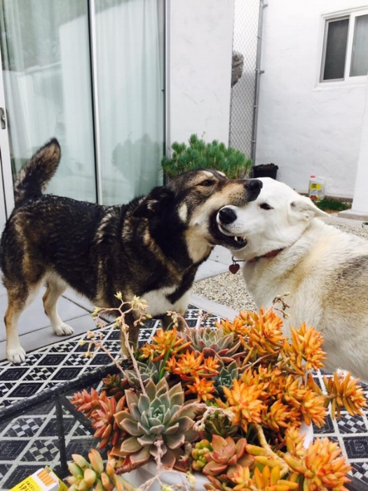 Goliath + Laska. BFFs forever. 