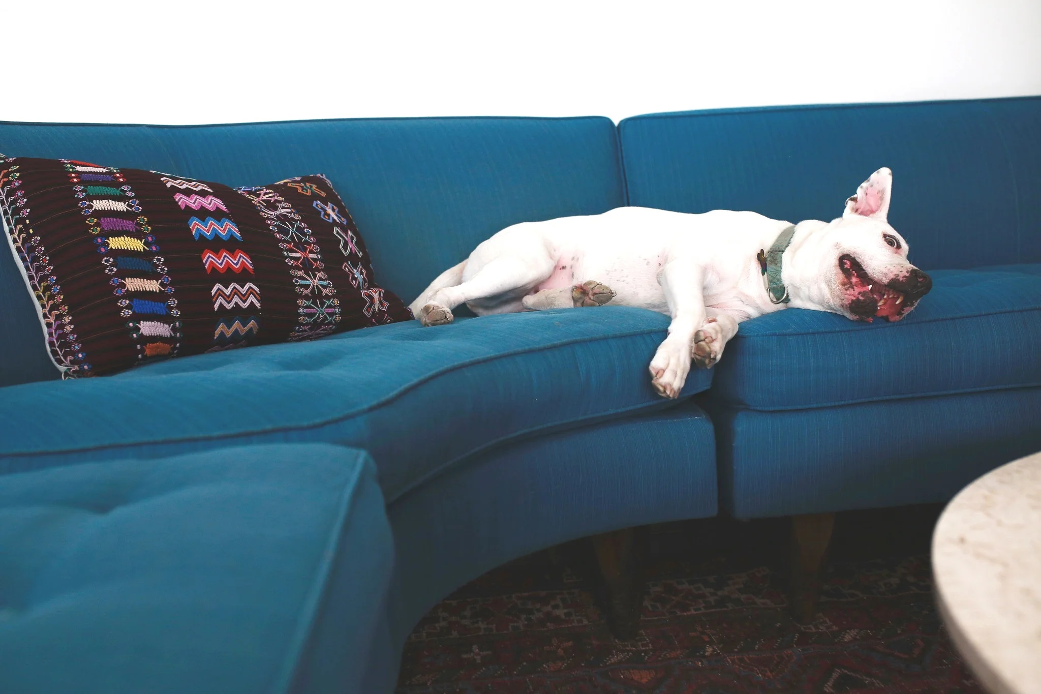Photo of Deb’s beautiful lounging babe, Lily, by the amazing Rita Earl Photography