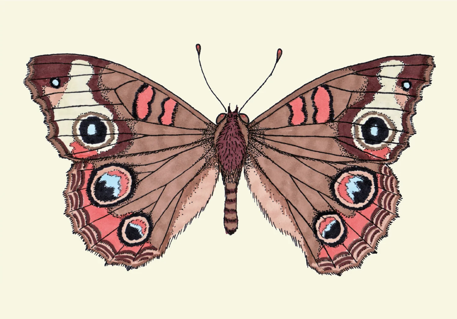 buckeye_cream.jpg