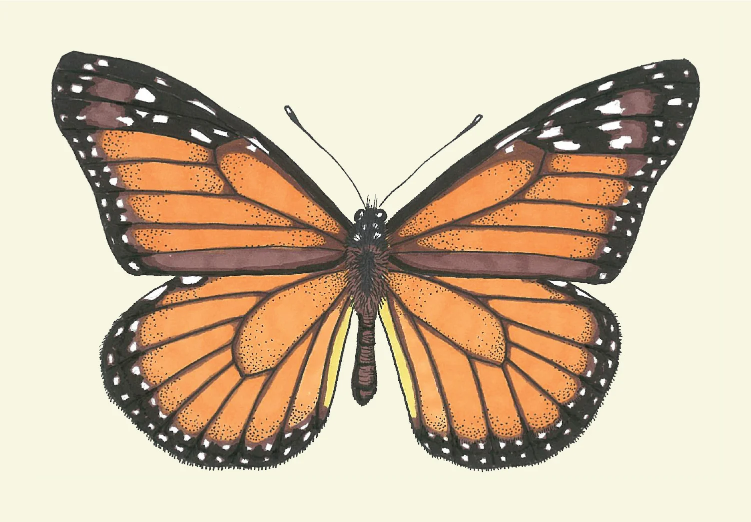 monarch_cream.jpg