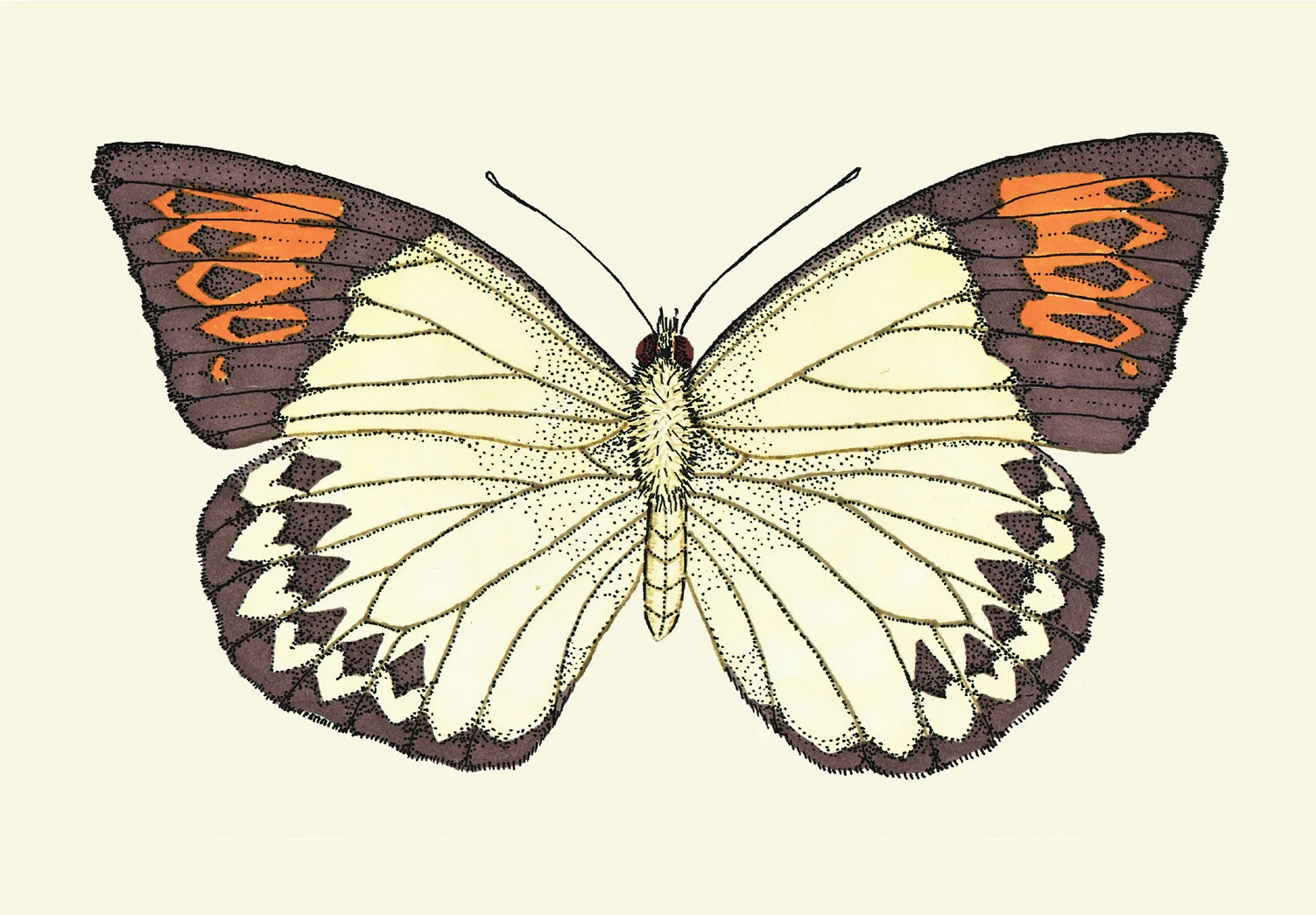 orangetip_cream.jpg