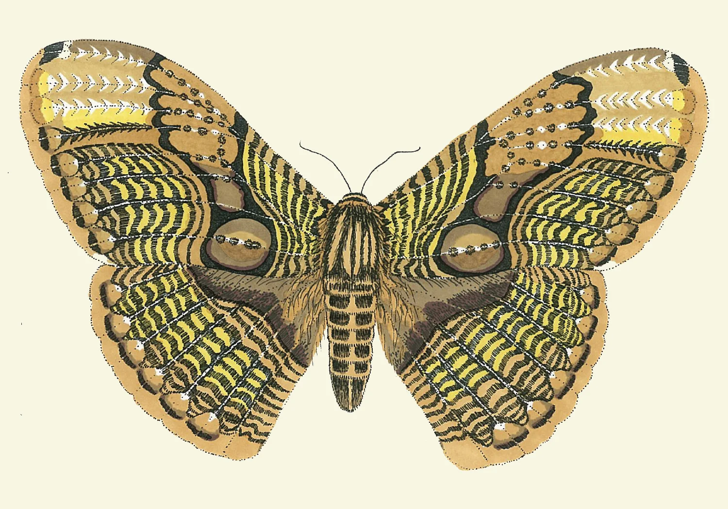 OwlMoth_sm_cream.jpg