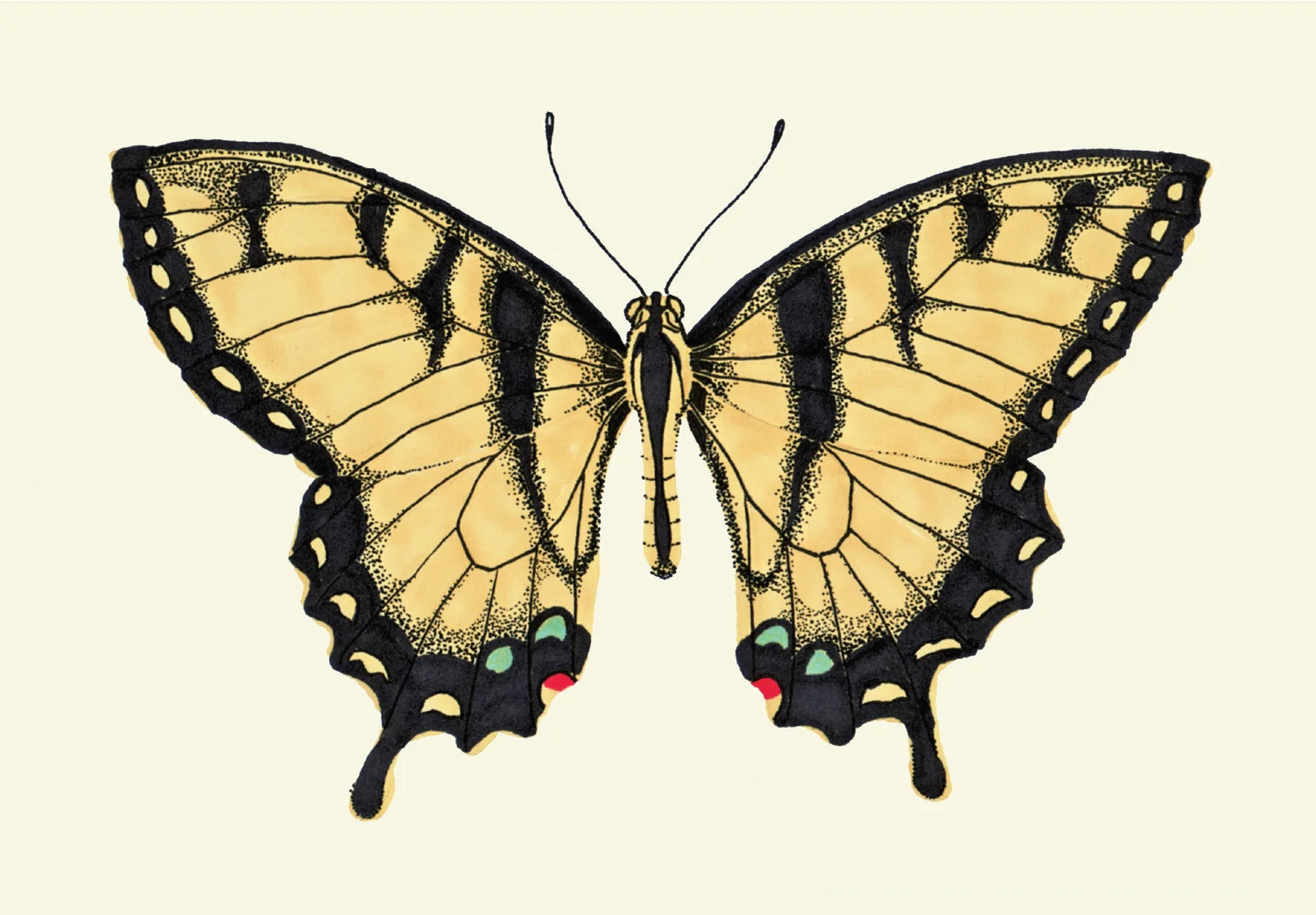 swallowtail_cream.jpg