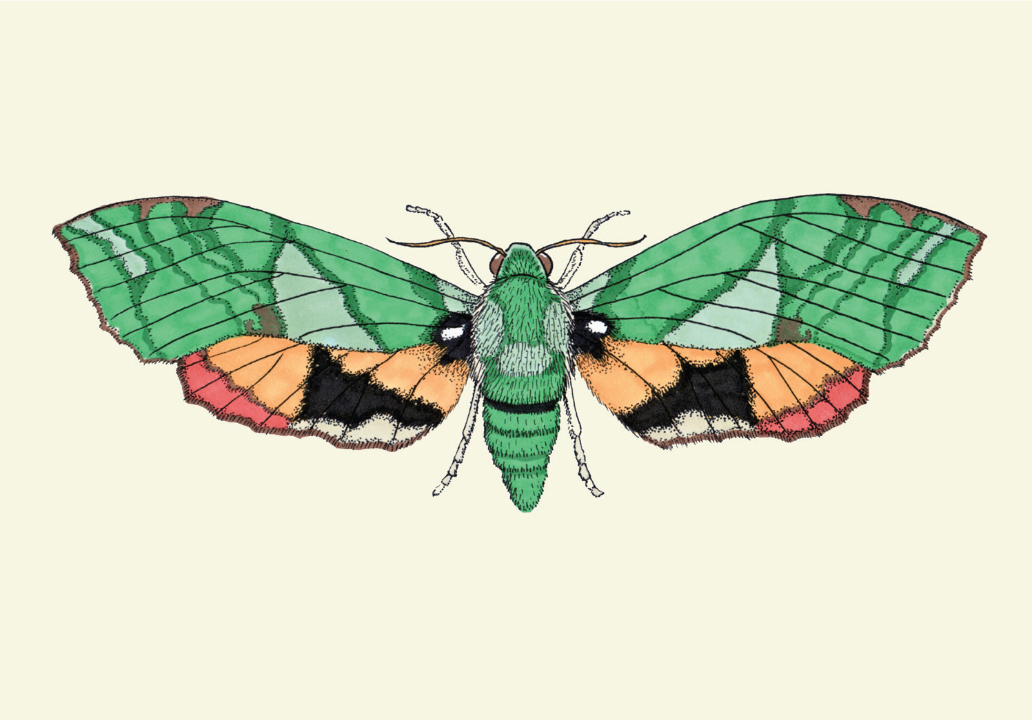 verdantsphinx_cream.jpg